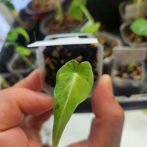 알로카시아 블랙벨벳골드바리에가타