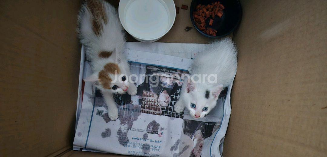 코숏 고양이 집사 찿기,분양--0