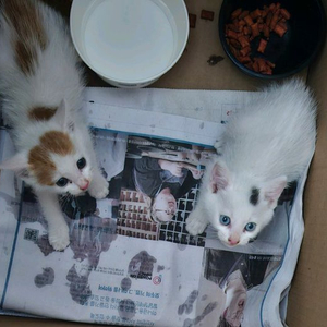 코숏 고양이 집사 찿기,분양