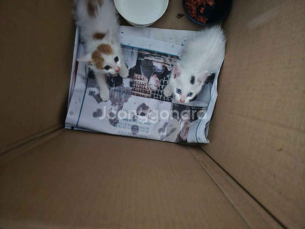 코숏 고양이 집사 찿기,분양--1