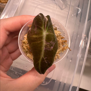 알로카시아 아마조니카 화이트 바리에가타