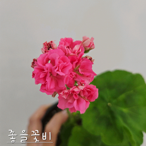 좋을꽃비 제라늄