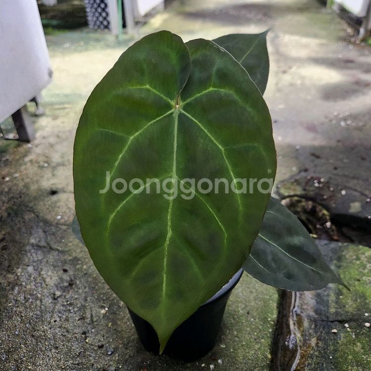 안스리움 NOID--4