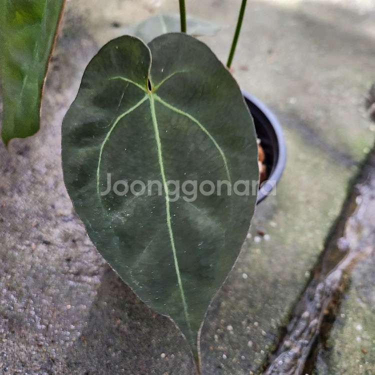 안스리움 NOID--3