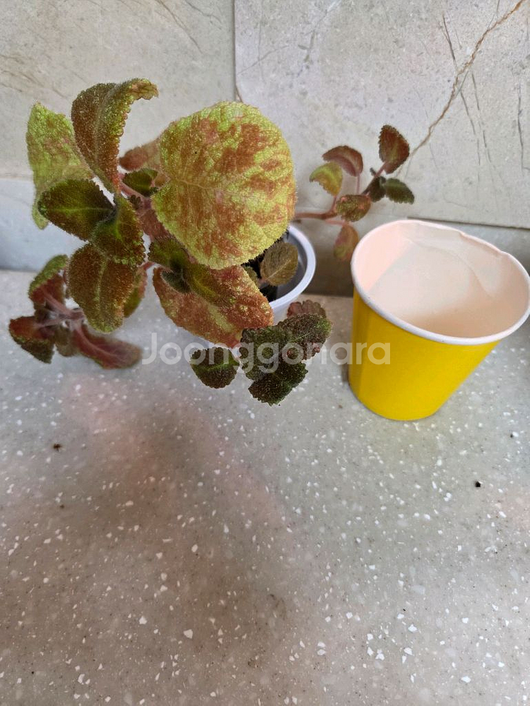 에피스시아 6종 일괄_피카소. 블루닐.핑크아카쥬.캐서린--4