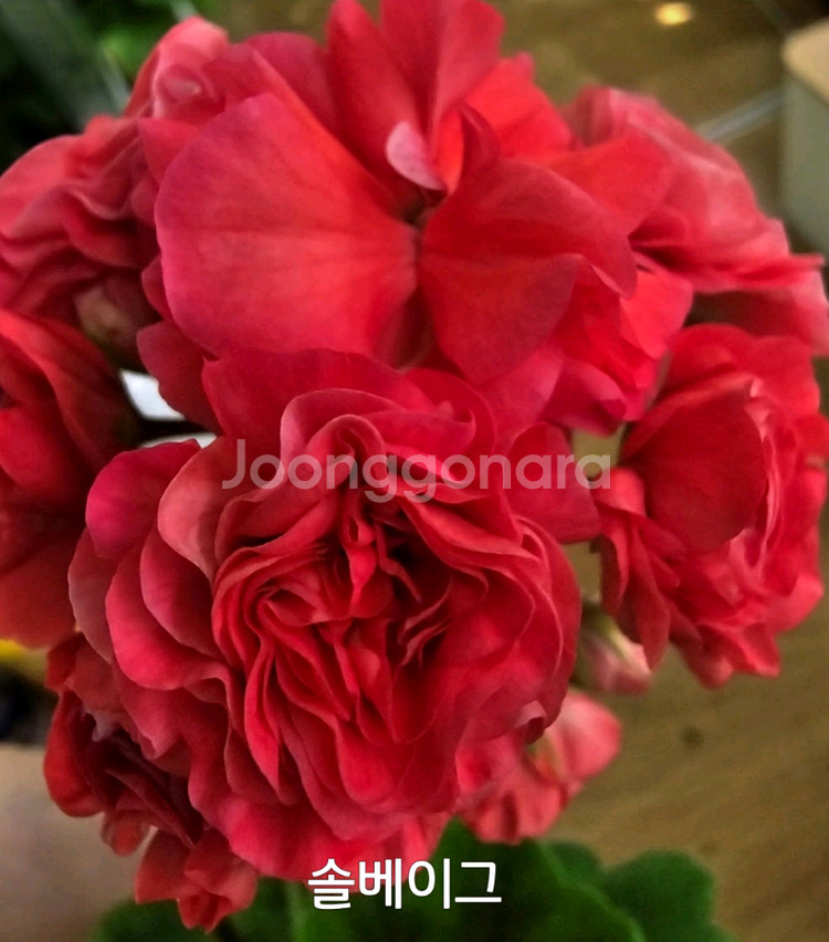 제라늄 솔베이그 러시아제라늄1.8--2