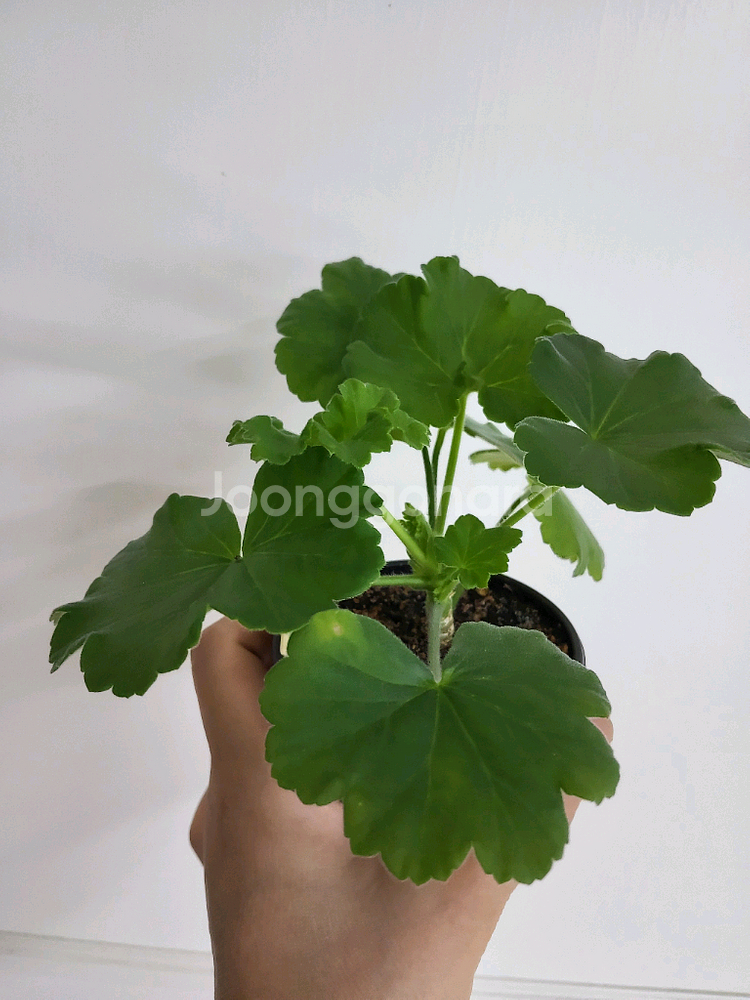 제라늄 마라차라우니차 러시아제라늄1.3--0