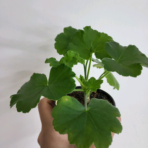 제라늄 마라차라우니차 러시아제라늄1.3