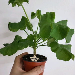 제라늄 메를레종2 러시아제라늄1.5