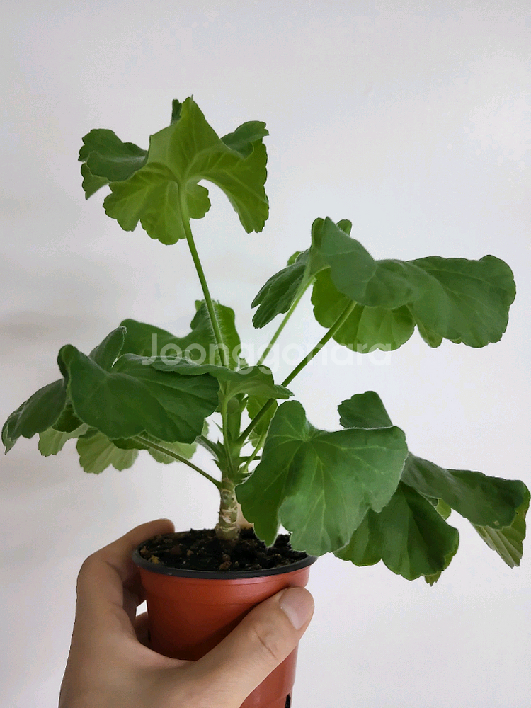 제라늄 메를레종2 러시아제라늄1.5--1