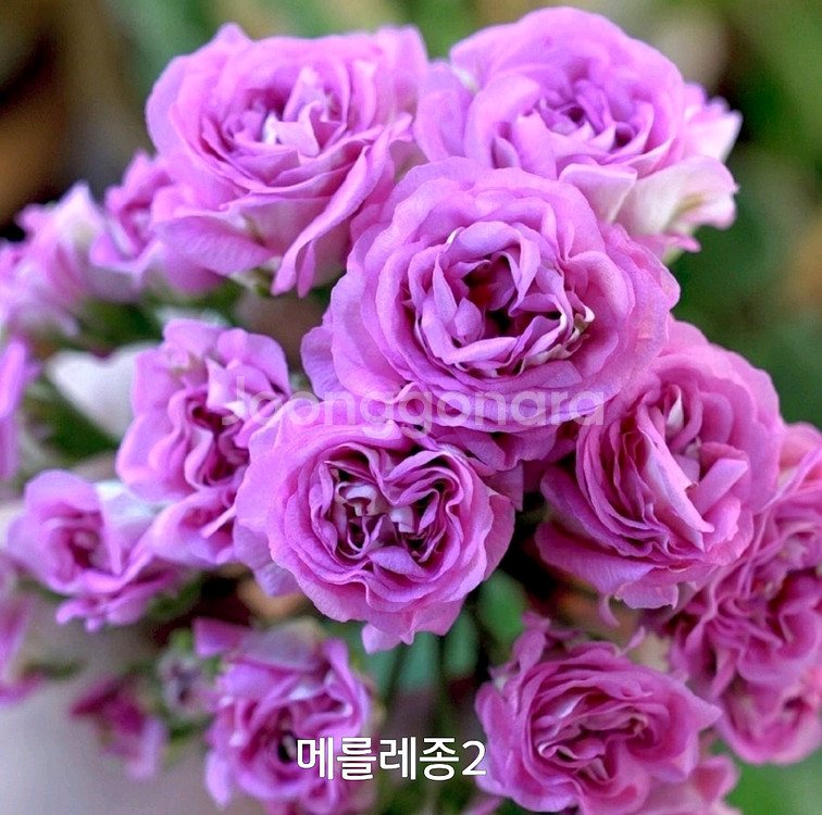 제라늄 메를레종2 러시아제라늄1.5--2