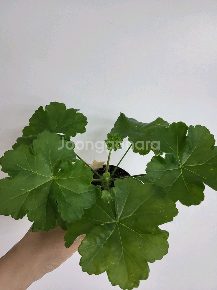제라늄 물병자리별 러시아제라늄1.5--1