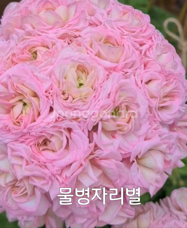 제라늄 물병자리별 러시아제라늄1.5--3