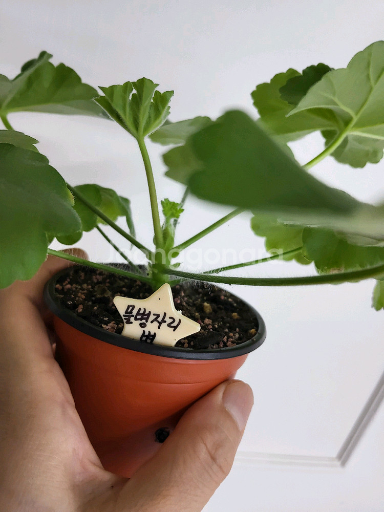 제라늄 물병자리별 러시아제라늄1.5--0