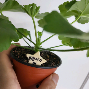 제라늄 물병자리별 러시아제라늄1.5