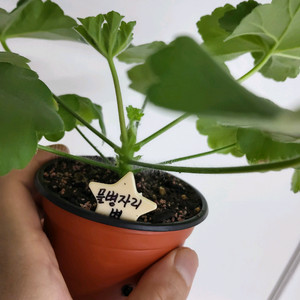 제라늄 물병자리별 러시아제라늄1.5
