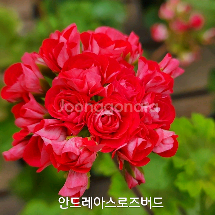 제라늄 안드레아스로즈버드 러시아제라늄0.9--2