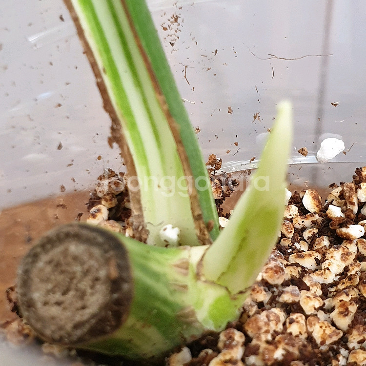 택포))몬스테라 보르시지아나 알보 바리에가타#잎25cm--4