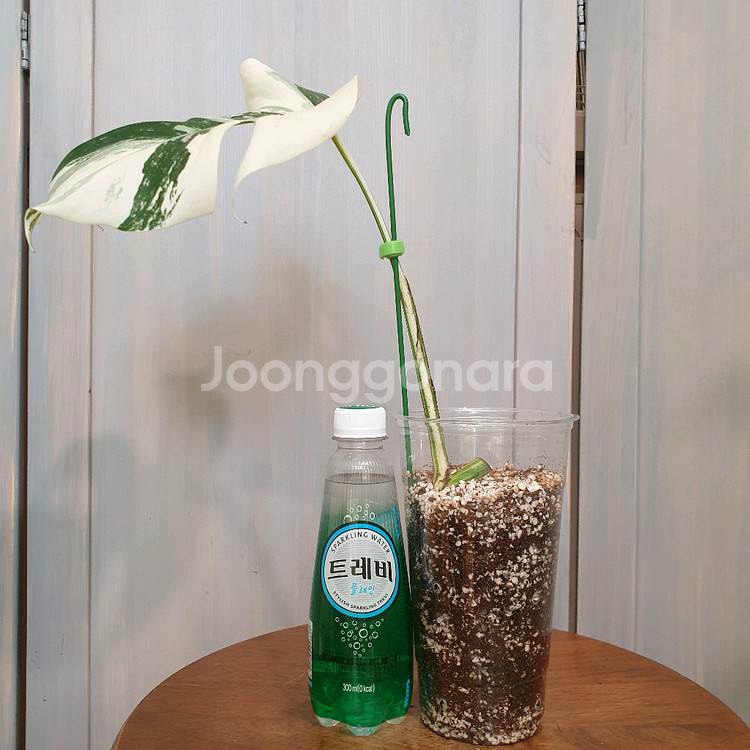 택포))몬스테라 보르시지아나 알보 바리에가타#잎20cm--1