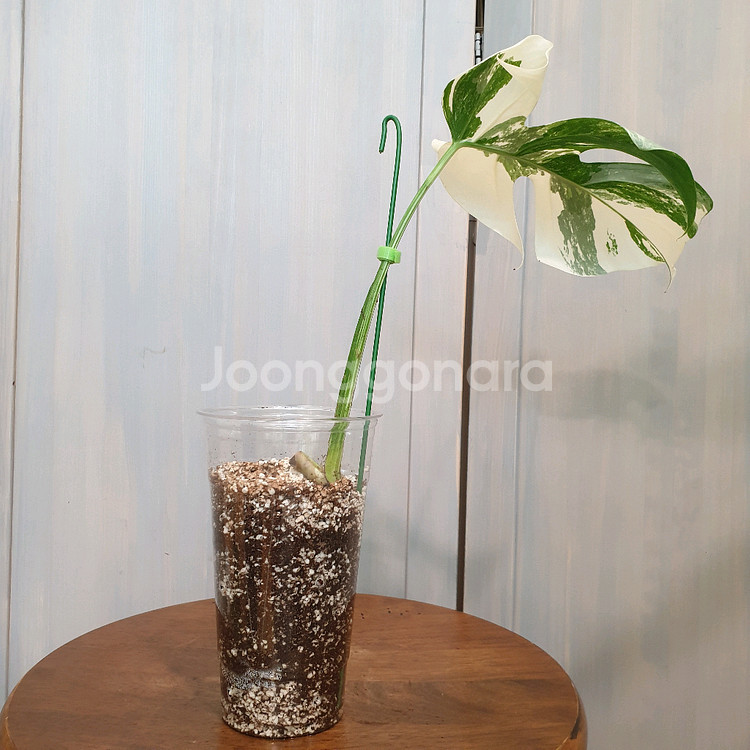 택포))몬스테라 보르시지아나 알보 바리에가타#잎20cm--3