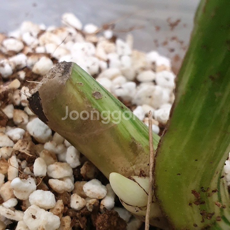 택포))몬스테라 보르시지아나 알보 바리에가타#잎20cm--4