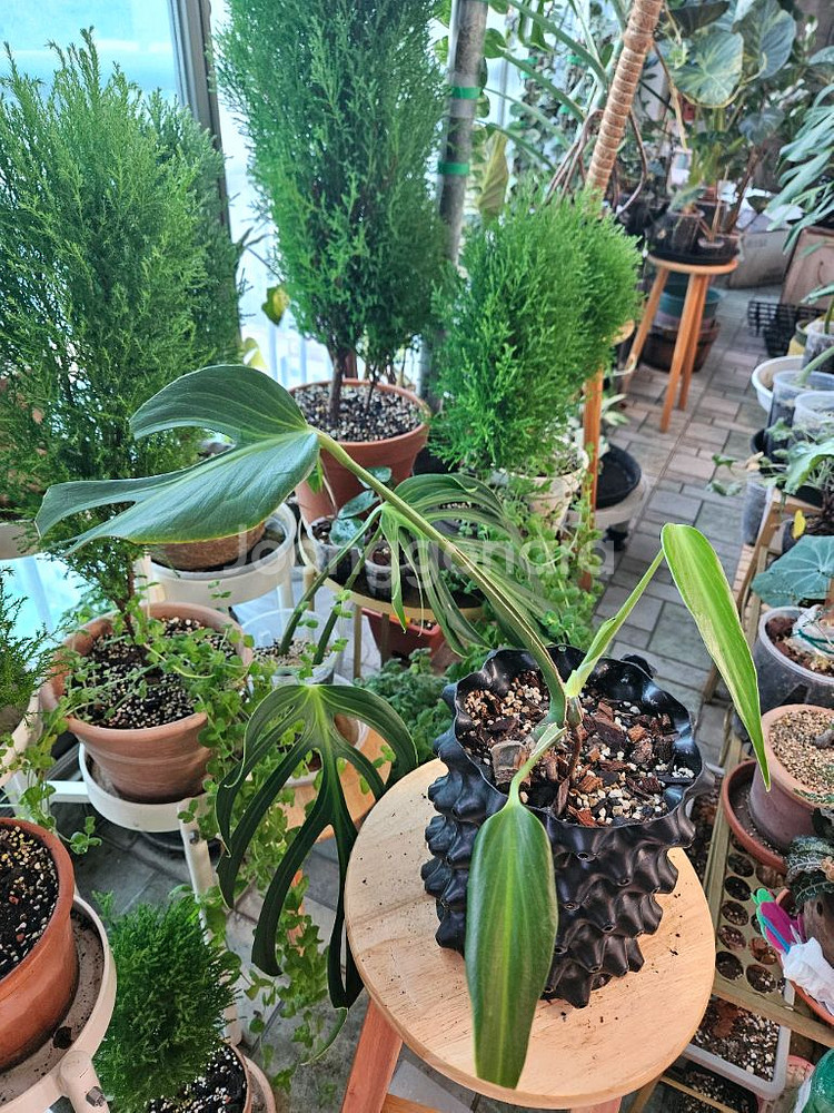 몬스테라 딜라체라타 바텀--3