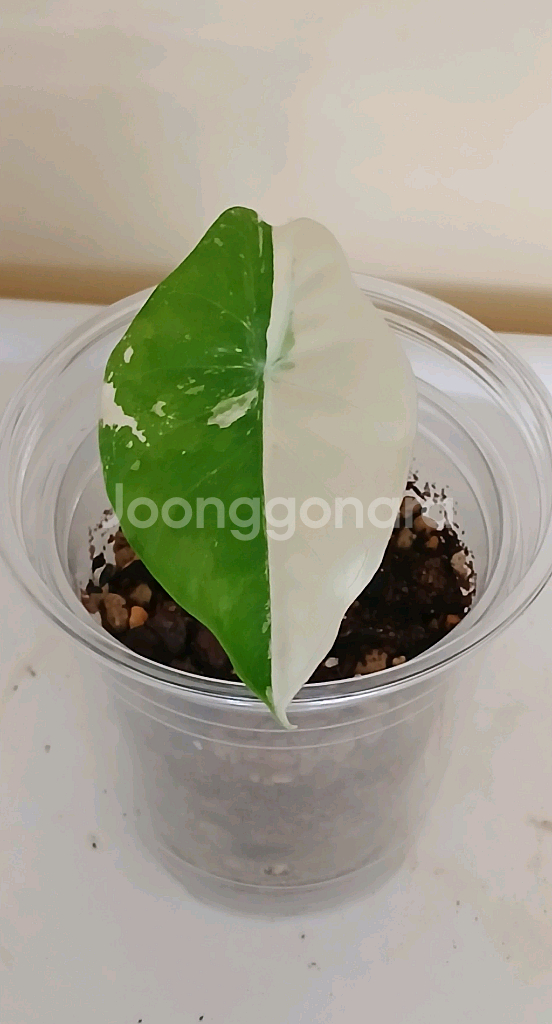 알로카시아 포니카타 알보 바리에가타--0