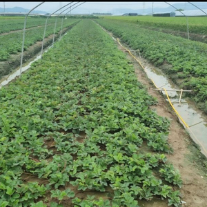 밀양시 토경 딸기 모종 1망 판매합니다(설메리퀀) 이미지