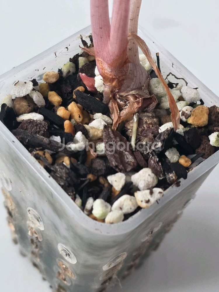 알로카시아 핑크드래곤 바리에가타(자구있음)--1