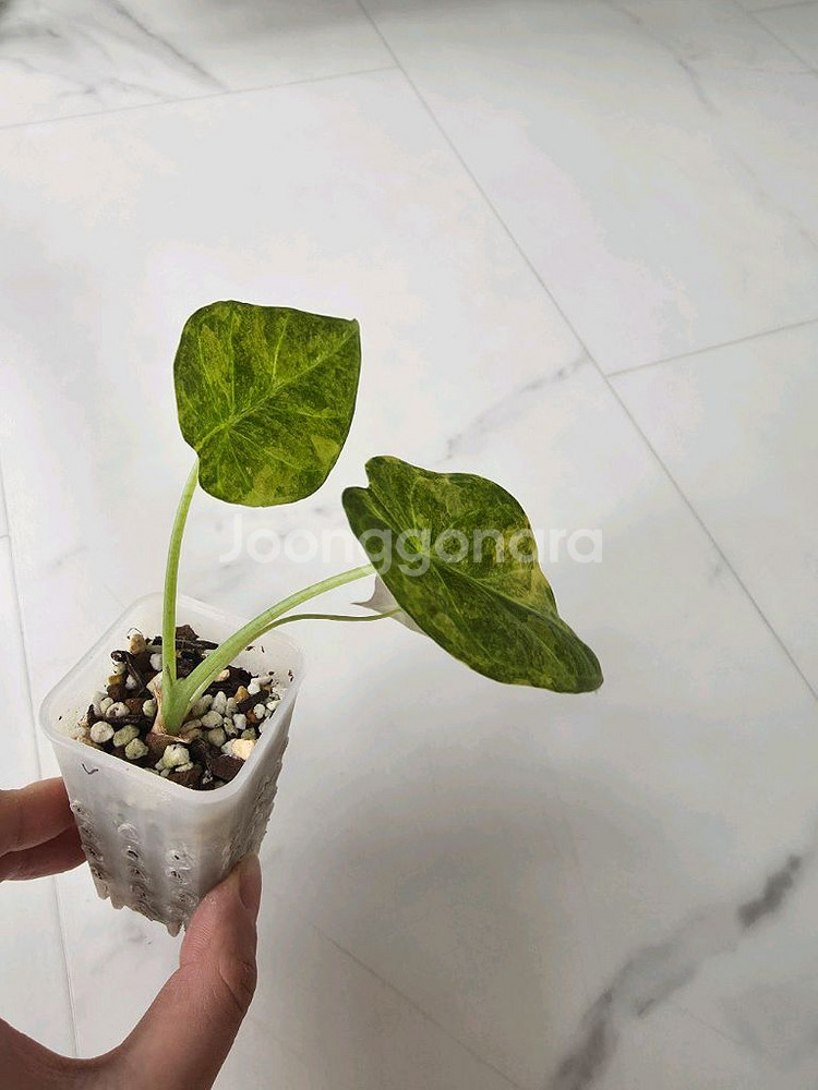 알로카시아 레갈쉴즈 바리에가타 (무늬최상)--1