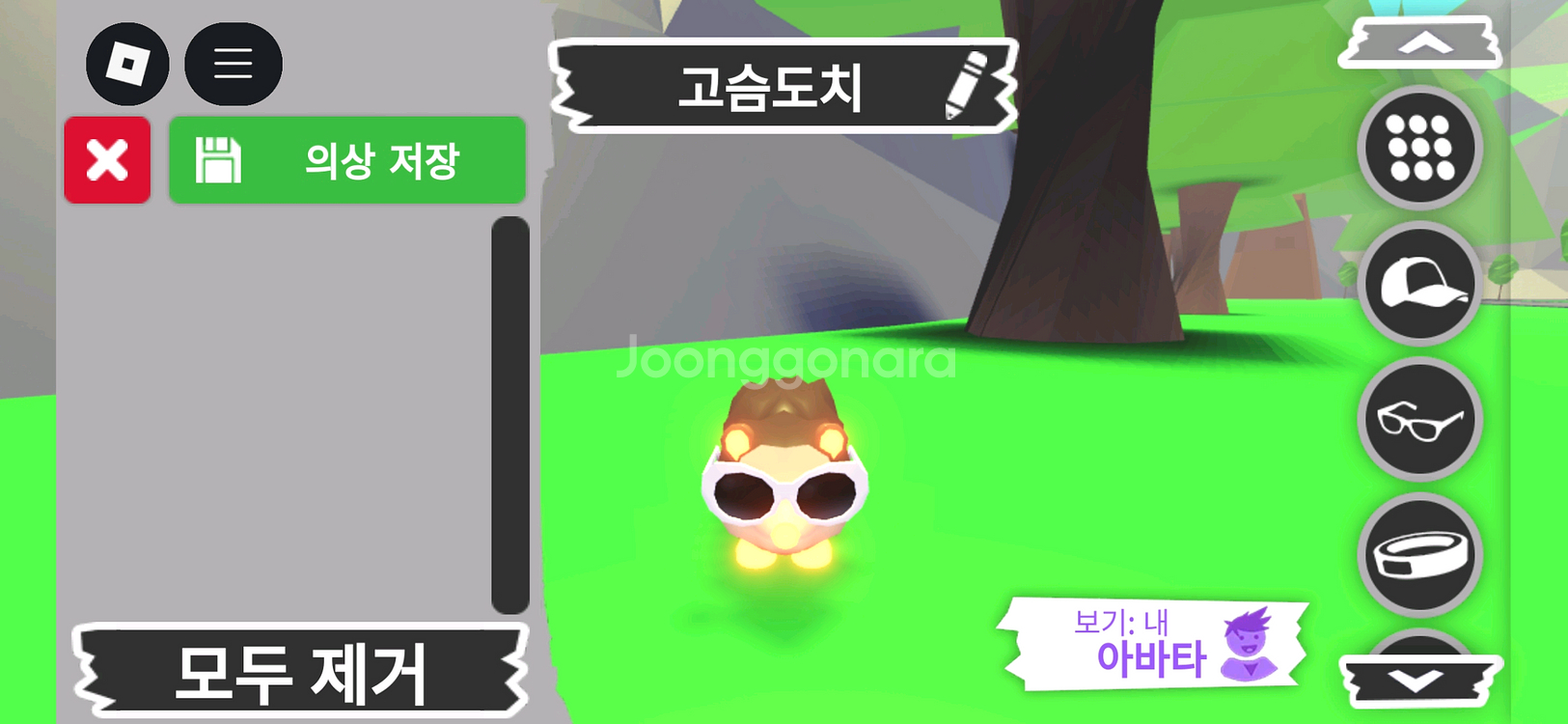 입양하세요 펫 메가네온 고슴도치(메도치) 판매합니다--0