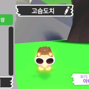 입양하세요 펫 메가네온 고슴도치(메도치) 판매합니다