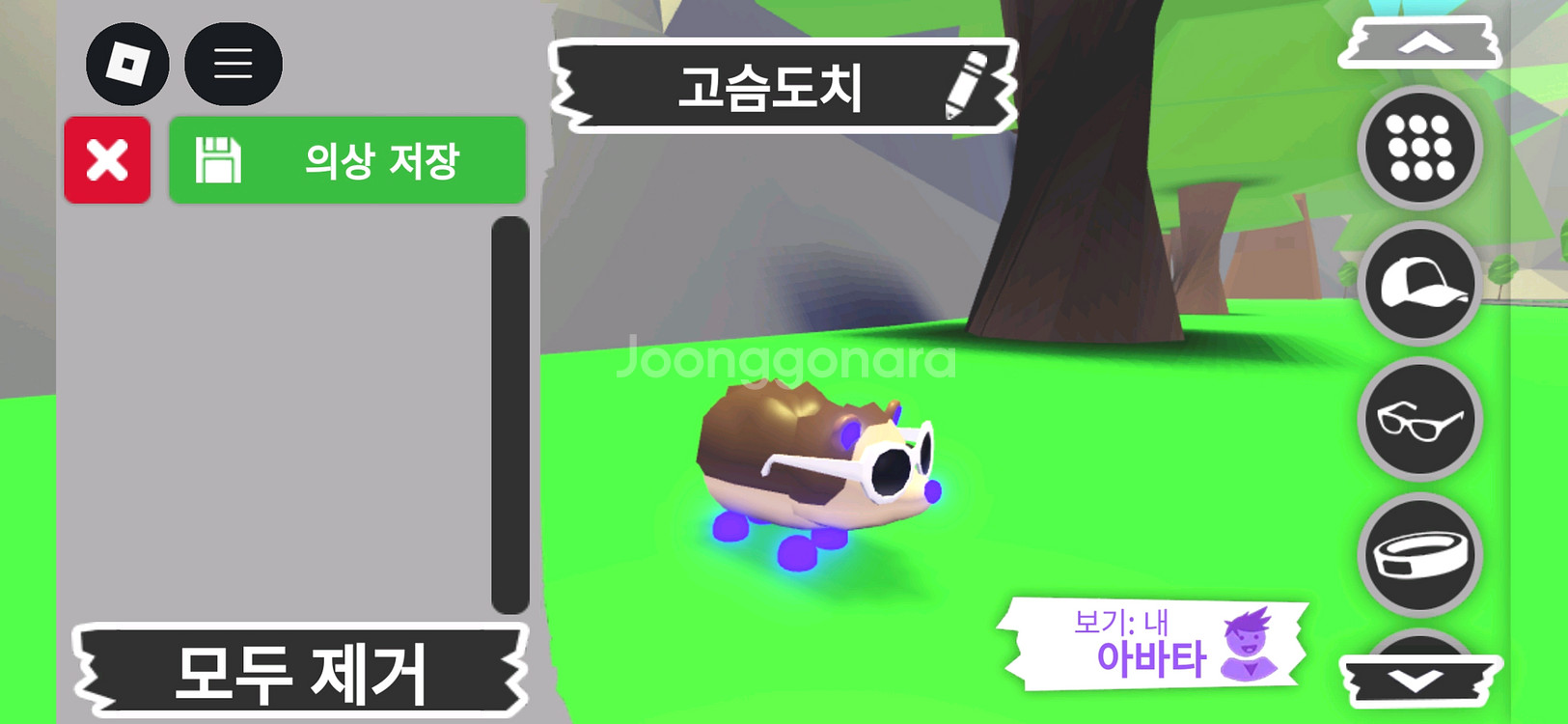 입양하세요 펫 메가네온 고슴도치(메도치) 판매합니다--2