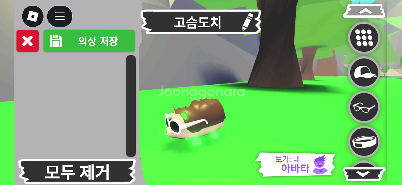 입양하세요 펫 메가네온 고슴도치(메도치) 판매합니다--1