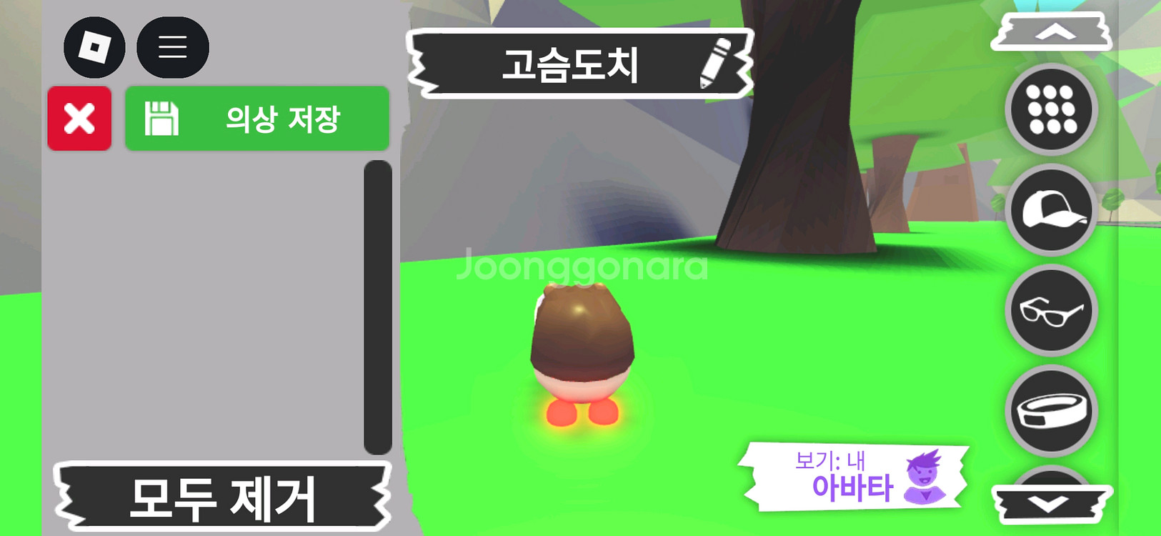 입양하세요 펫 메가네온 고슴도치(메도치) 판매합니다--3