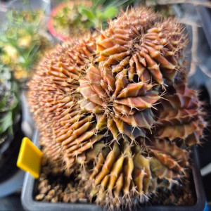 세피아 철화.미하노비치. 선인장