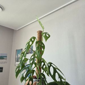 몬스테라 민트 아단소니 대품