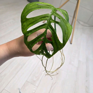 몬스테라 에스쿠엘레토3,4