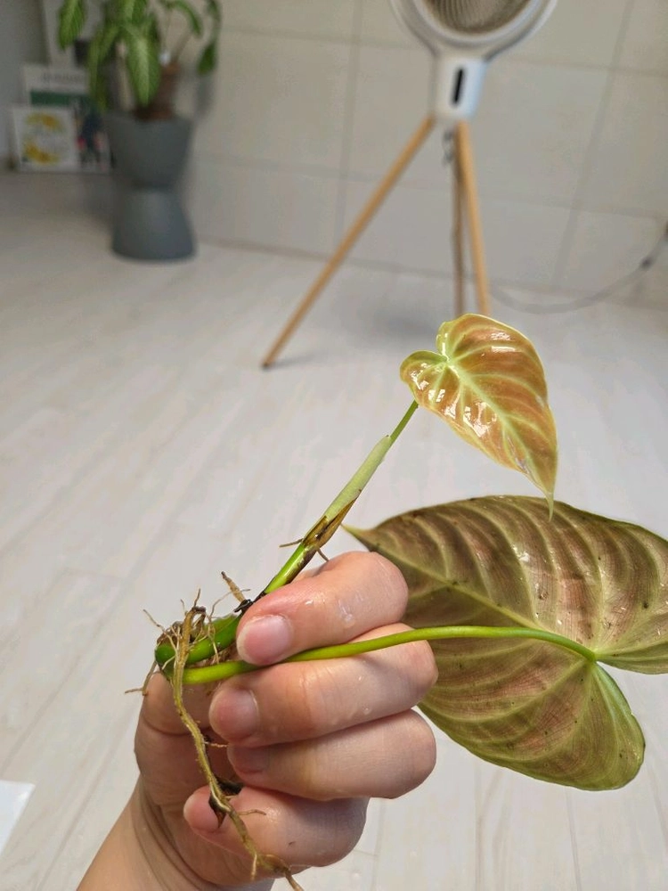 베멜하 이미지