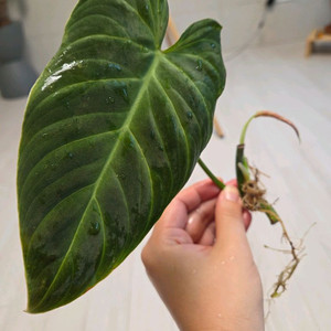 필로덴드론 베멜하 2 이미지