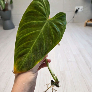 필로덴드로 베멜하3 이미지