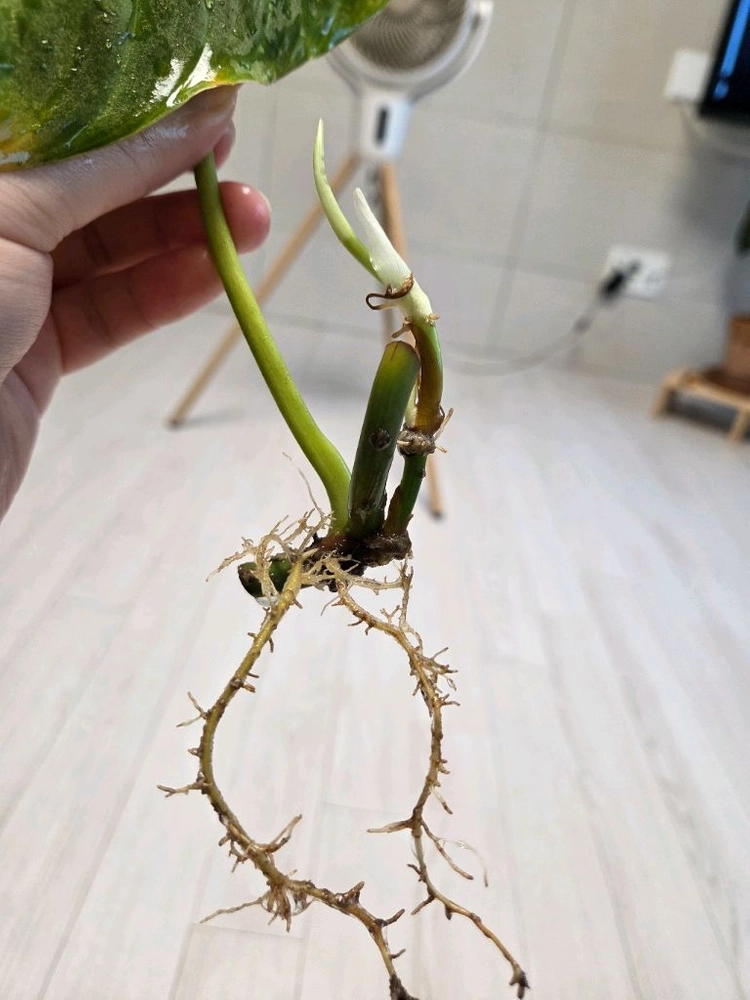 필로덴드로 베멜하3 이미지