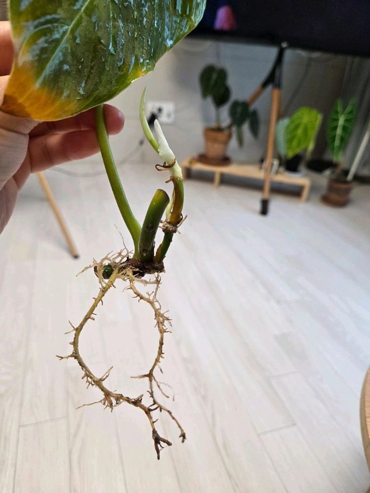 필로덴드로 베멜하3 이미지