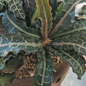 유프로비아 프란코이시 (아프리카식물)