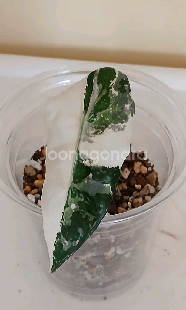 알로카시아 아마조니카 화이트 핑크 바리에가타--0