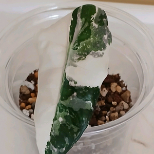 알로카시아 아마조니카 화이트 핑크 바리에가타
