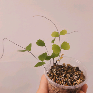 나비 아디안텀 고사리 희귀 고사리 식물