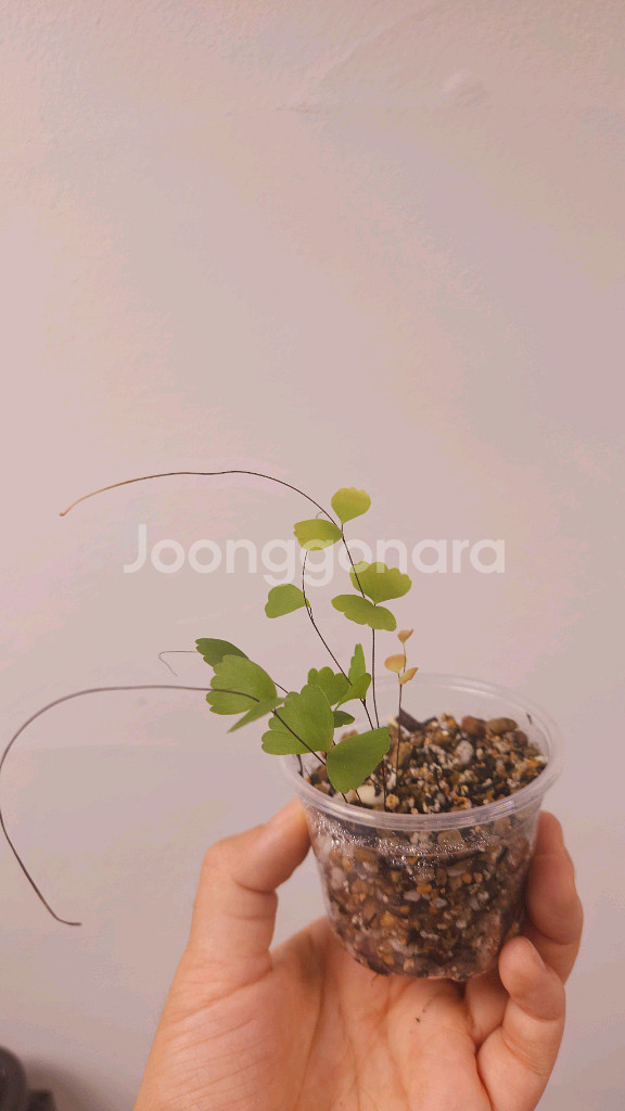 나비 아디안텀 고사리 희귀 고사리 식물--1