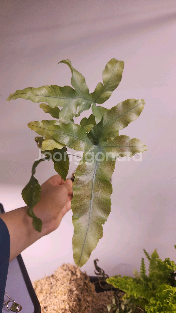 대왕 토끼발 고사리--1