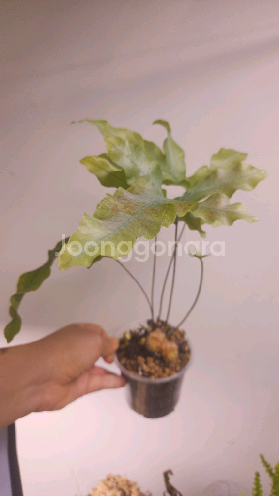 대왕 토끼발 고사리--0